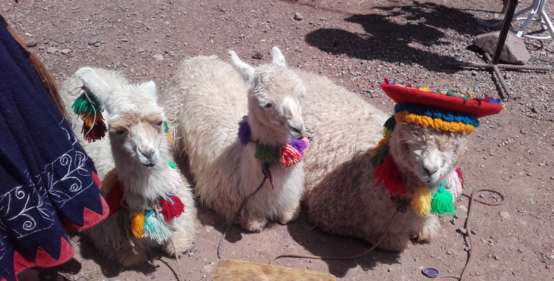 Llamas and alpacas in Perú